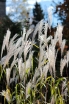 sklep ogrodniczy - Miskant cukrowy Miscanthus sacchariflorus /C2 *K5