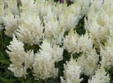 sadzonki -  Tawułka wysoka BIAŁA Astilbe x arendsii C1,5