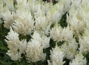 sklep ogrodniczy - Tawułka wysoka BIAŁA Astilbe x arendsii C1,5