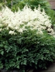 sadzonki - Tawułka wysoka BIAŁA Astilbe x arendsii C1,5