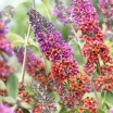 sadzonki - Budleja Dawida Flower Power (Buddleja davidii 'Flower Power' syn. Bicolour) /C2 *K8