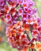 rośliny ogrodowe - Budleja Dawida Flower Power (Buddleja davidii 'Flower Power' syn. Bicolour) /C2 *K8