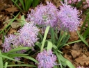 sadzonki -  Szafirki Plumosum (Muscari Comosum Plumosum) 5 szt