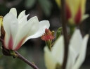 rośliny ogrodowe -  Magnolia zenii
