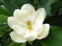 sklep ogrodniczy -  Magnolia zimozielona MARYLAND M.grandiflora C5/1m