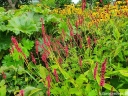 rośliny ogrodowe -  Rdest himalajski Persicaria amplexicaulis