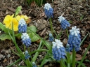 rośliny ozdobne -  Szafirki Mount Hood w doniczce (Muscari Mount Hood)