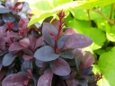 rośliny ogrodowe - Berberys CONCORDE Berberis thunbergii /P15 *18
