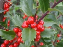 rośliny ozdobne -  Ostrokrzew Meservy BLUE PRINCE (typ męski) Ilex ×meserveae C2/40-60cm *36T