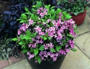 rośliny ogrodowe -  Krzewuszka karłowa PINK POPPET PBR Weigela florida C2/20cm *K17