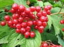 rośliny ozdobne -  Kalina koralowa COMPACTUM na PNIU Viburnum opulus C15/Pa 150cm