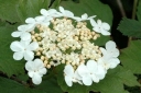 sklep ogrodniczy - Kalina koralowa COMPACTUM na PNIU Viburnum opulus C15/Pa 150cm