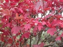 sadzonki - Kalina koralowa COMPACTUM na PNIU Viburnum opulus C15/Pa 150cm
