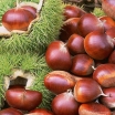 rośliny ogrodowe -  Kasztan jadalny Castanea sativa C7,5/1,4m
