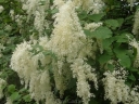 sadzonki -  Pełnokrężnik wielobarwny Holodiscus discolor C5/80-100cm