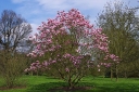 sklep ogrodniczy - Magnolia STAR WARS C5/120-140cm