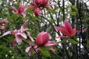 rośliny ogrodowe - Magnolia STAR WARS C5/120-140cm