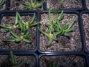 sadzonki - Szafirki Mount Hood w doniczce (Muscari Mount Hood)