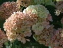 sklep ogrodniczy -  Kalina japońska MARRY MILTON na PNIU Viburnum plicatum Pa/80-100cm
