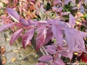 sklep ogrodniczy -  Kiścień Waltera RAINBOW 4-letni Leucothoe walteri C4/60cm *K19