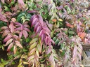 sadzonki - Kiścień Waltera RAINBOW 4-letni Leucothoe walteri C4/60cm *K19