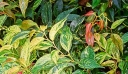 sklep ogrodniczy - Kiścień Waltera RAINBOW 4-letni Leucothoe walteri C4/60cm *K19