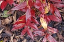 rośliny ogrodowe - Kiścień Waltera RAINBOW 4-letni Leucothoe walteri C4/60cm *K19