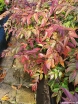 rośliny ogrodowe - Kiścień Waltera RAINBOW 4-letni Leucothoe walteri C4/60cm *K19