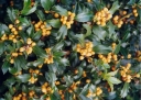sklep ogrodniczy - Ostrokrzew Meservy GOLDEN GIRL (typ żeński) Ilex ×meserveae P11/40cm
