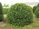 sklep ogrodniczy - Ostrokrzew Meservy GOLDEN GIRL (typ żeński) Ilex ×meserveae P11/40cm