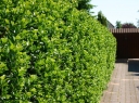 sklep ogrodniczy - Ostrokrzew Meservy GOLDEN GIRL (typ żeński) Ilex ×meserveae P11/40cm