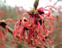 rośliny ozdobne - Oczar Hamamelis intermedia RUBY GLOW C5/50-60cm *23K