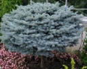 rośliny ozdobne - Świerk niebieski GLAUCA GLOBOSA Picea pungens C3/Pa30cm *K4