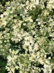 rośliny ozdobne - Hortensja karłowa POLESTAR® Hydrangea paniculata /C2 *K17