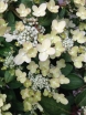 sadzonki - Hortensja karłowa POLESTAR® Hydrangea paniculata /C2 *K17