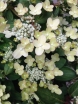 rośliny ogrodowe - Hortensja karłowa POLESTAR® Hydrangea paniculata /C2 *K17