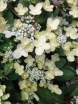 rośliny ozdobne - Hortensja karłowa POLESTAR® Hydrangea paniculata /C2 *K17