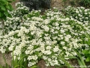 rośliny ozdobne - Hortensja karłowa POLESTAR® Hydrangea paniculata /C2 *K17