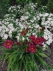 sadzonki - Hortensja karłowa POLESTAR® Hydrangea paniculata /C2 *K17