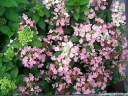 rośliny ozdobne - Hortensja karłowa POLESTAR® Hydrangea paniculata /C2 *K17