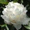 sklep ogrodniczy -  Piwonia bylinowa SNOW SUPREME Peonia lactiflora /C3