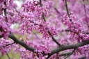 sadzonki - Judaszowiec południowy Cercis siliquastrum C7,5/80-100cm *K23