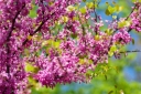 sklep ogrodniczy - Judaszowiec południowy Cercis siliquastrum C7,5/80-100cm *K23