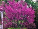 sadzonki - Judaszowiec południowy Cercis siliquastrum C7,5/80-100cm *K23