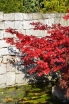rośliny ozdobne - Klon palmowy NICHOLSONII Acer palmatum P9/30cm