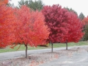 sklep ogrodniczy -  Klon czerwony Acer rubrum C7,5/1,5-1,8m *K6