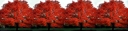 sklep ogrodniczy - Klon czerwony Acer rubrum C7,5/1,5-1,8m *K6