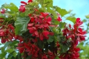sklep ogrodniczy -  Klon tatarski subsp. GINNALA Acer tataricum ginnala C7,5/1,6-1,8m *K6