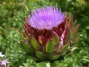 sadzonki -  Karczoch Cynara scolymus /C5 *3