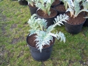 sklep ogrodniczy - Karczoch Cynara scolymus /C5 *3